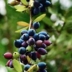 पहाड़ों का अनमोल खजाना ‘किर्मोड़’ स्वाद भी, सेहत भी